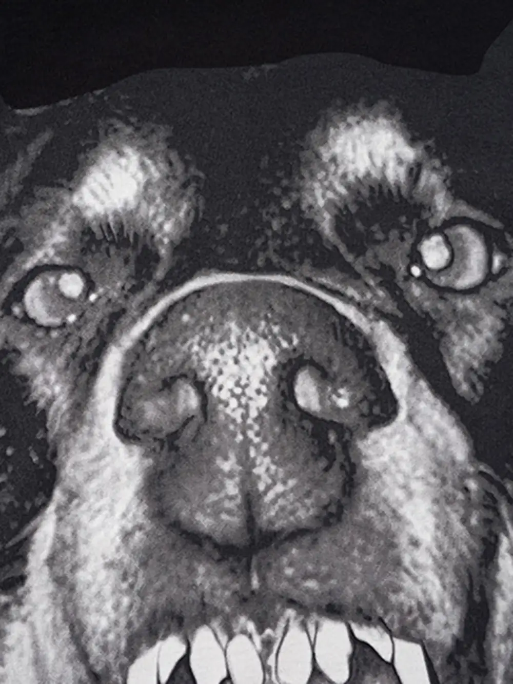 3D Printed Doberman Dog Head Hip Hop T-shirt - 2063